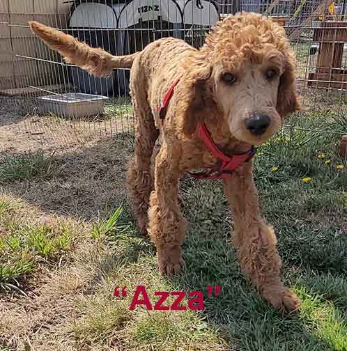 Azzaredroyalstandardpoodle4m01