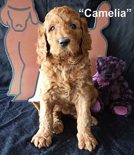Camelia5wkroyalstandardpoodle