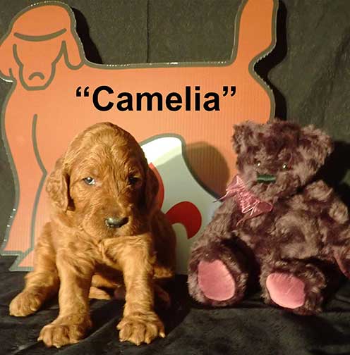 Camelia6326-3wkredstandardpoodle