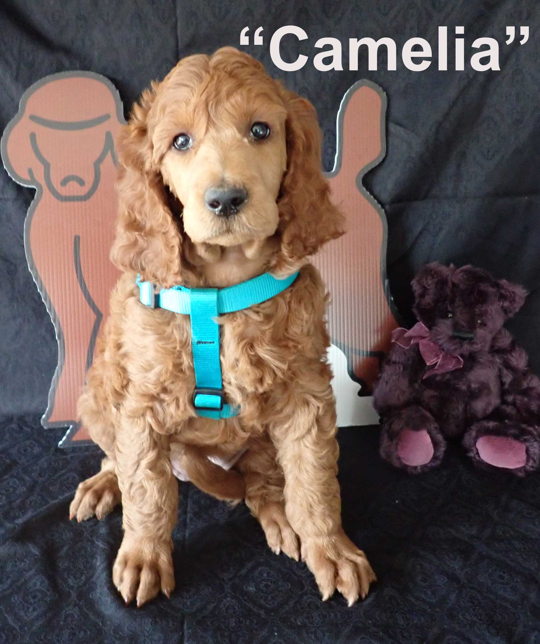 Camelia7wksredroyalstandardpoodles