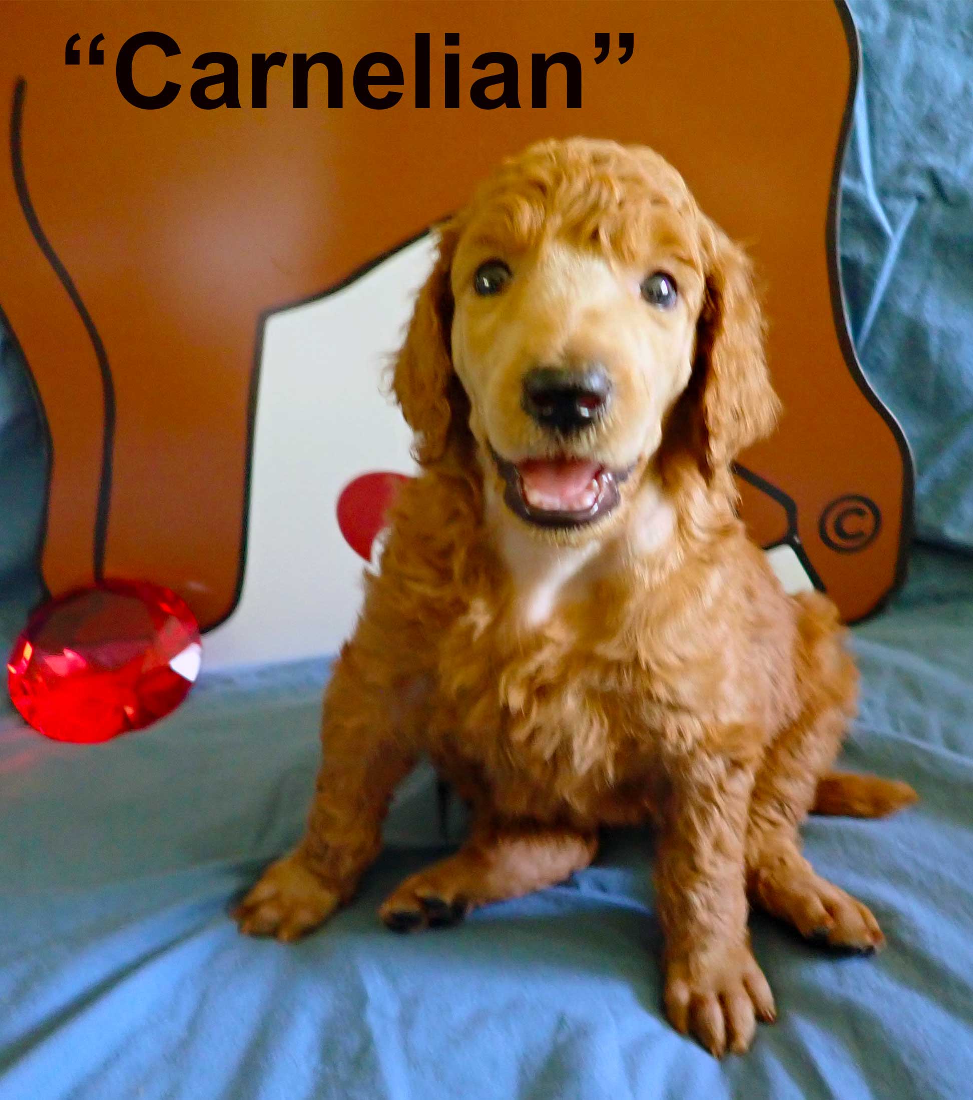Carnelian5410standardpoodlepuppiesforsalenbd5wks