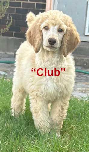Club10wkstandardpoodle.jpg