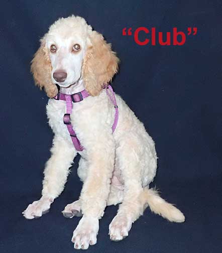 Club3m.jpg