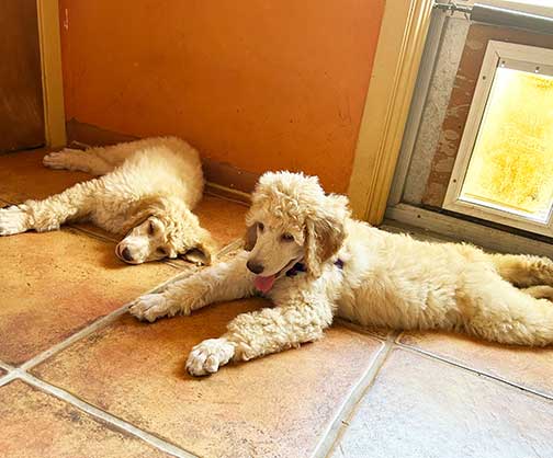 ClubHEart10wkstandardpoodle.jpg