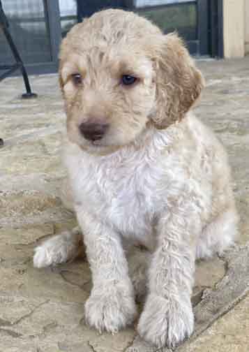 Clubstandardpoodle5wk.jpg