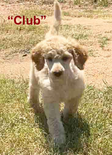 Clubstandardpoodle7wk