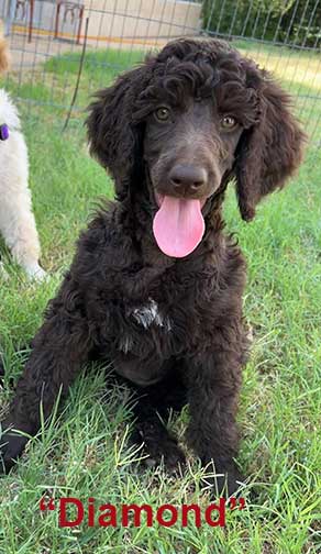 Diamond10wkstandardpoodle.jpg