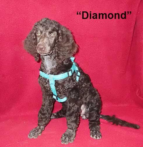 Diamond3m.jpg