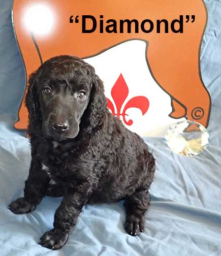 Diamond8915standardpoodlepuppiesforsalenbd5wks
