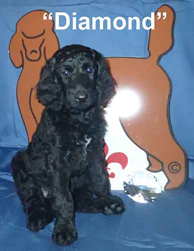 Diamond8915standardpoodlepuppiesforsalenbd7wks