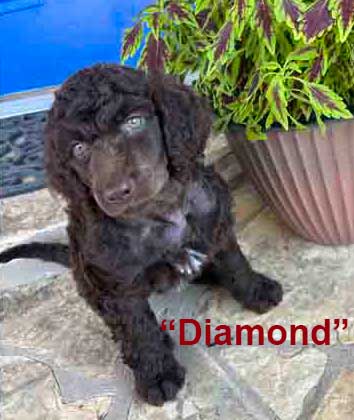 Diamondstandardpoodle7wk