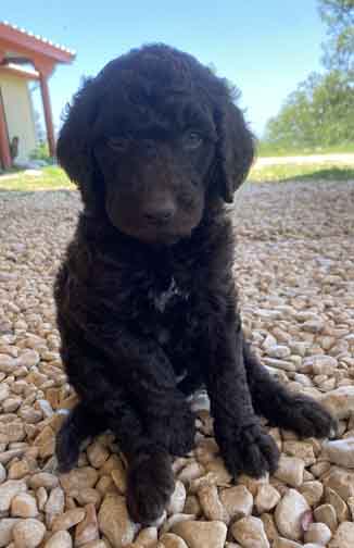 Diamondstandardpoodle5wks.jpg