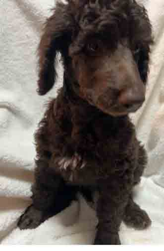 diamond9wk