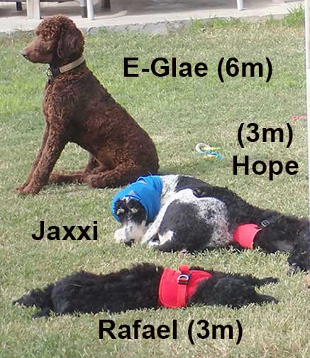 EGlae6mBrownRoyalstandardpoodle