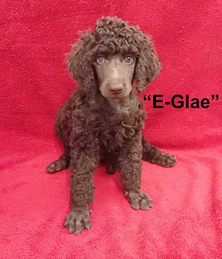 Eglaestandardpoodle7wk