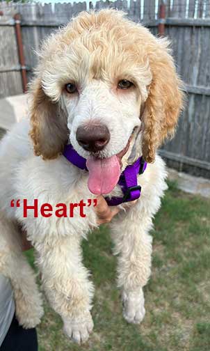 Heart10wkstandardpoodle.jpg