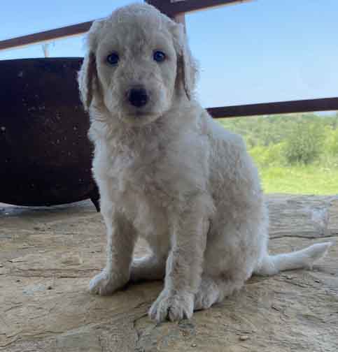 Heartstandardpoodle5wk.jpg