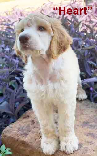 Heartstandardpoodle7wk