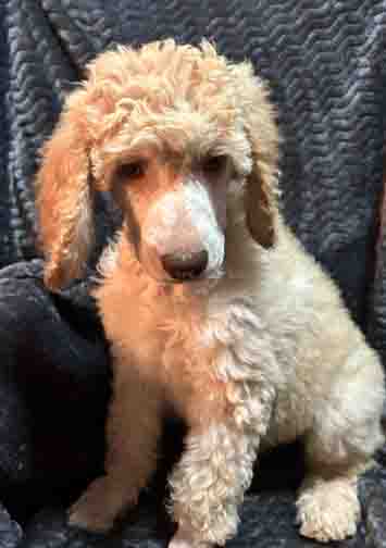 Heart9wk