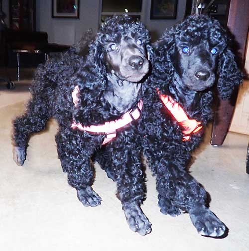 JH9wkstandardpoodlepuppiesaforsale01