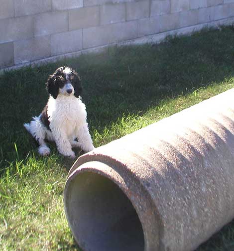 Jaxxipartistandardpoodle08