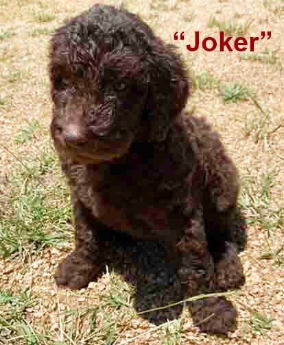 Joker5wk.jpg