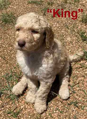 Kingstandardpoodle5wk