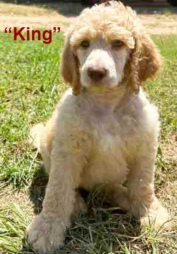 Kingstandardpoodle7wk