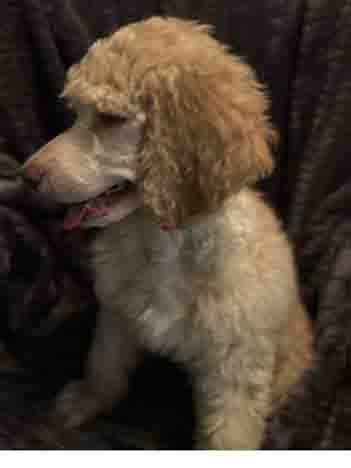 King9wk