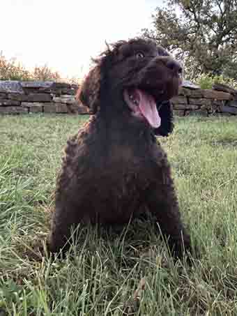 Maggie