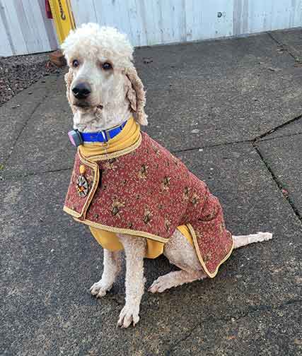 Neopy4yrsroyalstandardpoodles02 Neopy4yrsroyalstandardpoodles02