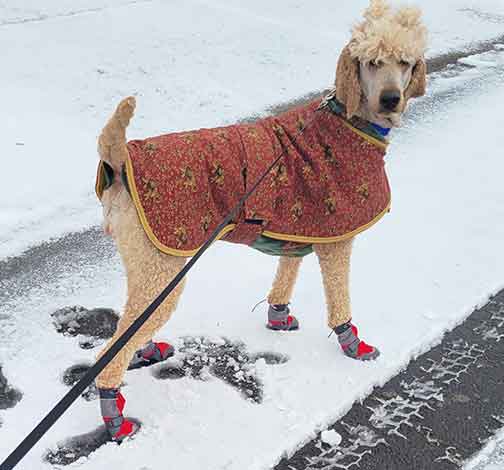 Neopy4yrsroyalstandardpoodles05 Neopy4yrsroyalstandardpoodles05