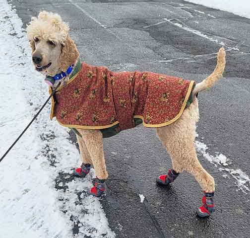 Neopy4yrsroyalstandardpoodles06 Neopy4yrsroyalstandardpoodles06