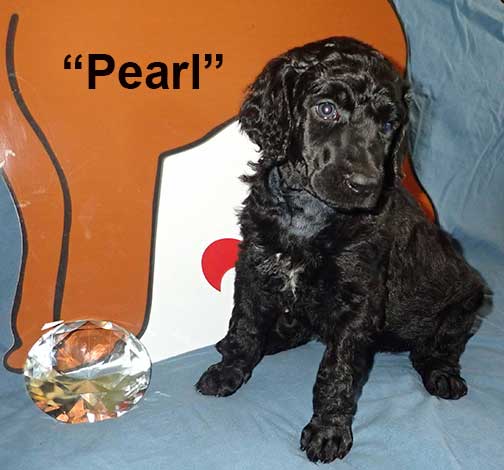 Pearl5052standardpoodlepuppiesforsalenbd5wks