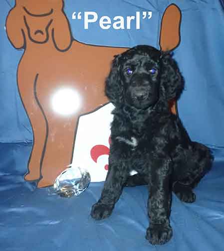 Pearl5052standardpoodlepuppiesforsalenbd7wks