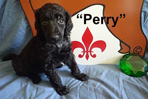 Perry4158standardpoodlepuppiesforsalenbd5wks