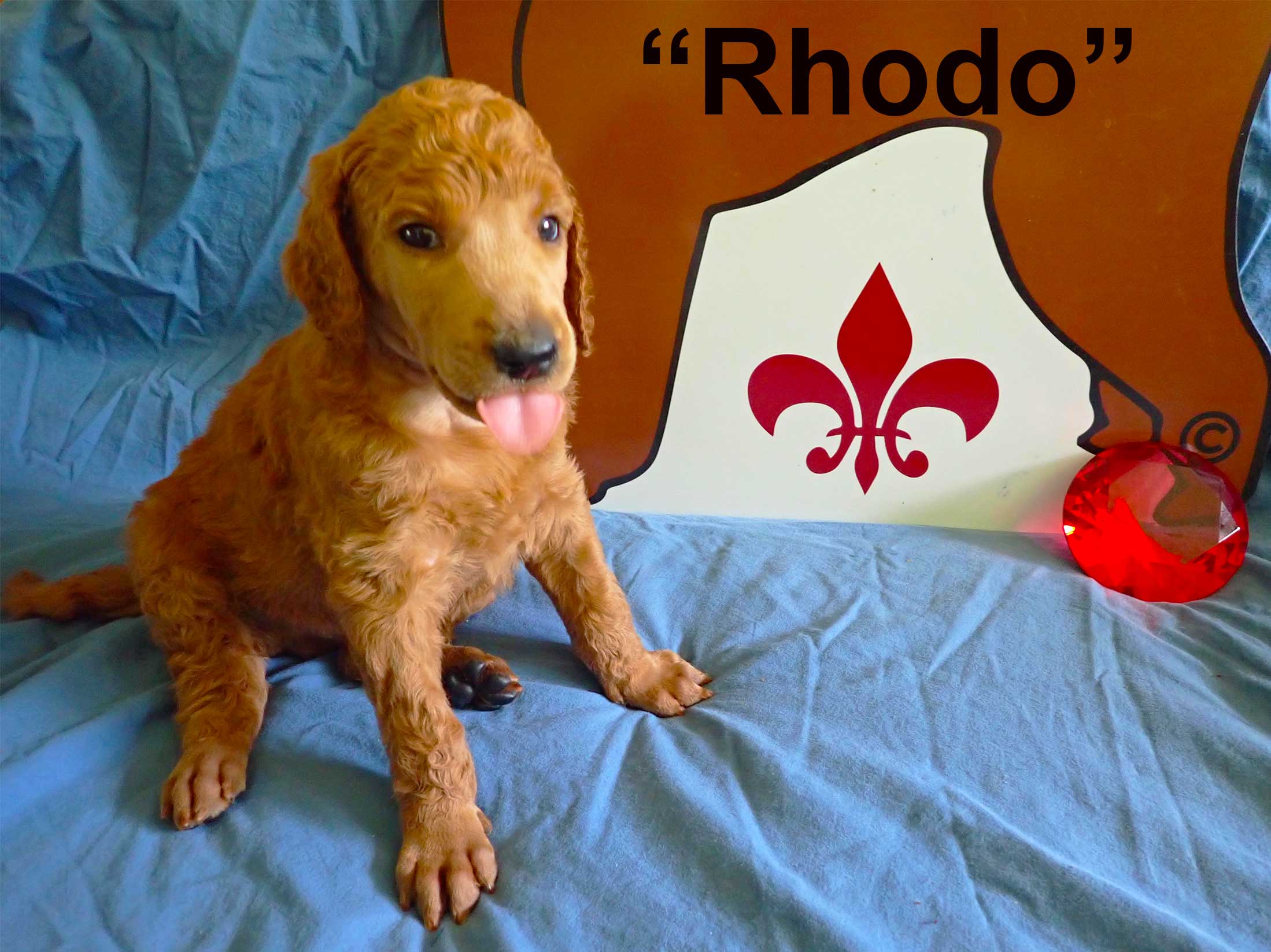 Rhodo5066standardpoodlepuppiesforsalenbd5wks