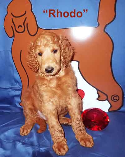 Rhodo5066standardpoodlepuppiesforsalenbd7wks