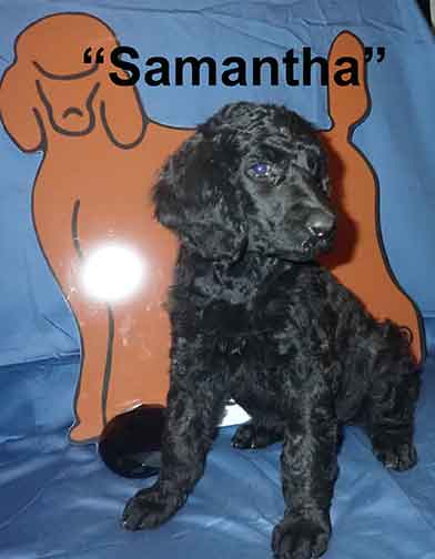 Samantha0226standardpoodlepuppiesforsalenbd7wks