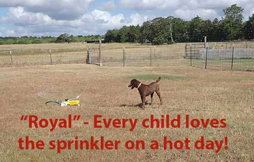 StandardpoodleRoyal7msprinkler