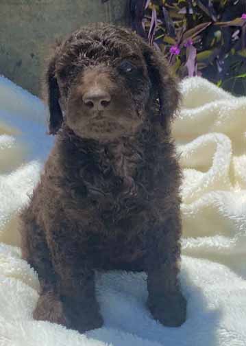 Trestandardpoodle5wk.jpg