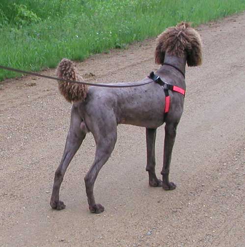 Standard Poodle Structure