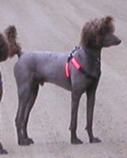Standard Poodle Structure