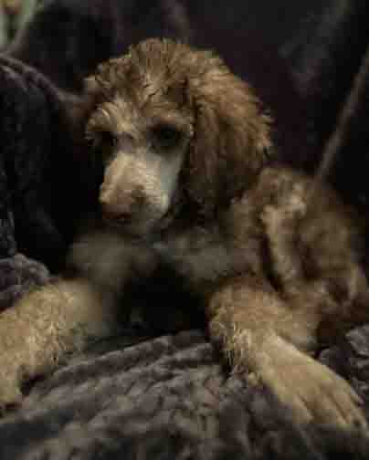 davy9wk