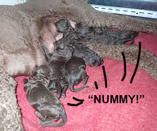 gb1wk02royalstandardpoodles