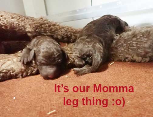 gb1wk05royalstandardpoodles