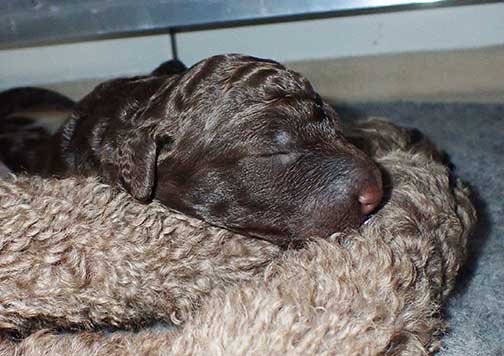 gb1wk11royalstandardpoodles