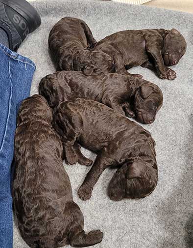 gb1wk12royalstandardpoodles