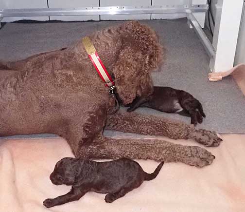 gb3wk01royalstandardpoodlesBruno