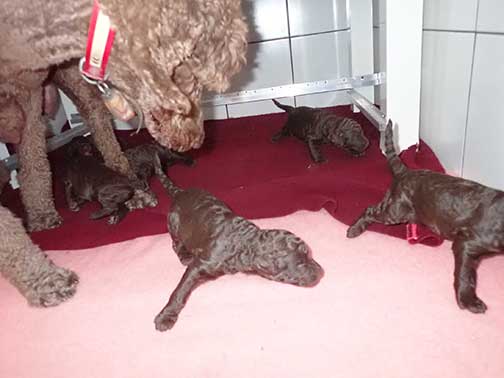 gb3wk04royalstandardpoodlesBruno
